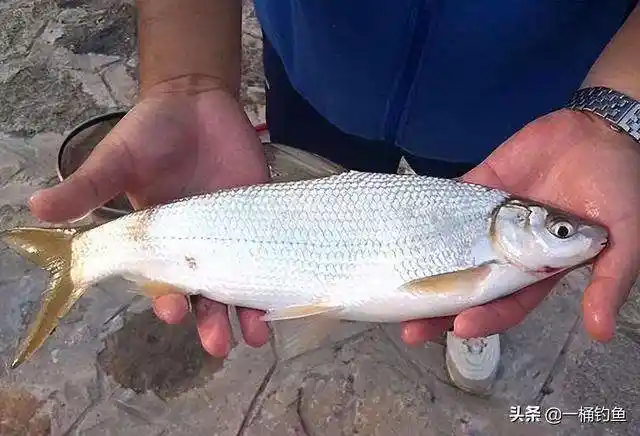 黄尾鲴青尾,青尾鲴土鲮麦鲮泰鲮赤眼鳟