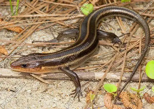 长了四条腿的蛇在乡下