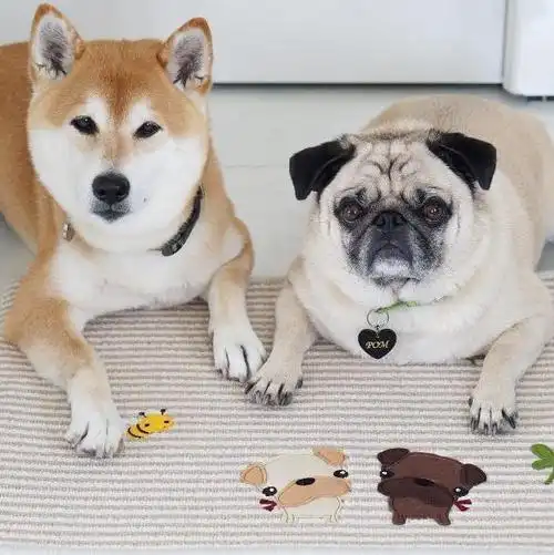 柴犬和巴哥的搭档,你们是要搞笑到怎样的程度才会罢休啊!