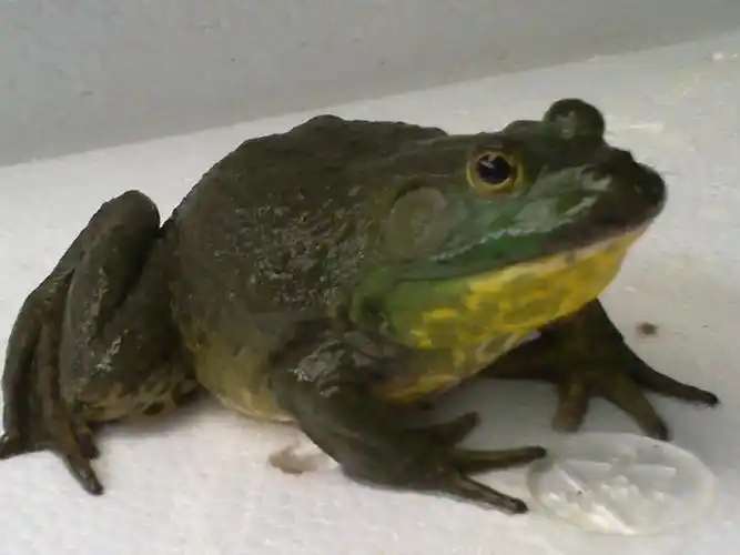 p>牛蛙( i>rana catesbiana  /i>shaw)属于 a target="_blank" href=