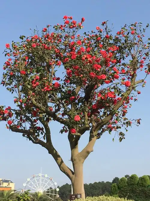 哇塞一树好红好红的茶花渗透着游人的脸庞,个个春光明媚,喜气洋溢.