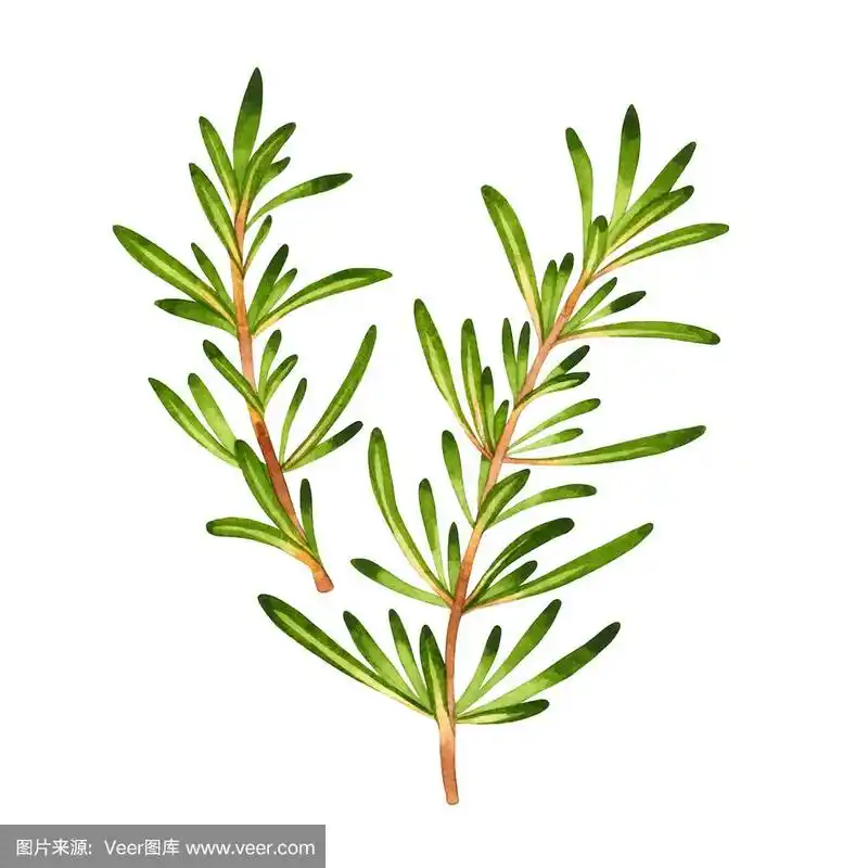 水彩新鲜迷迭香