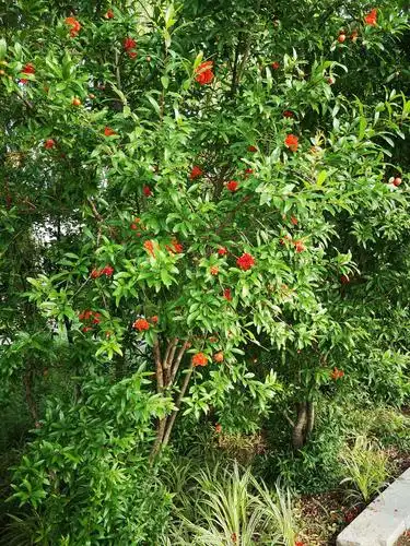 石榴树花期灿烂