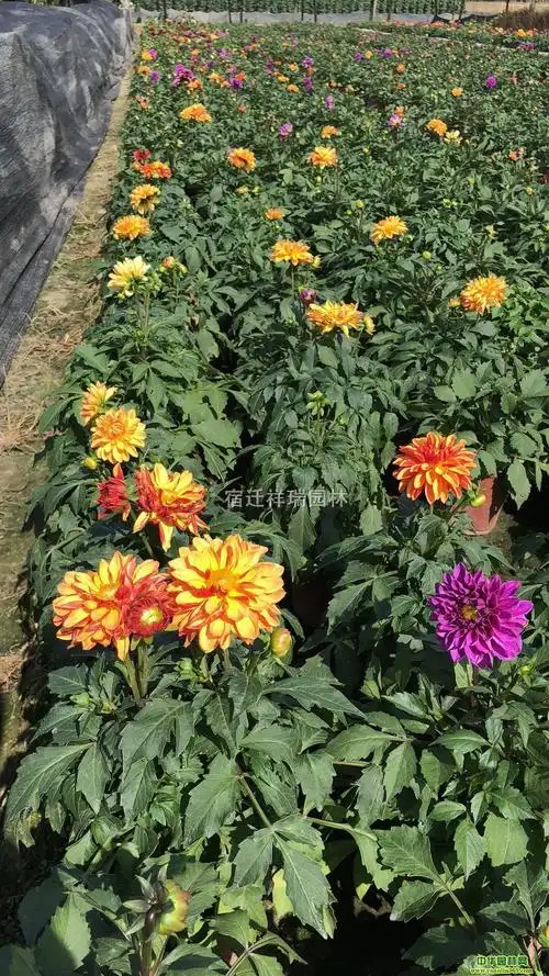 供应大丽花,大丽花工程花卉,各种时令草花批发