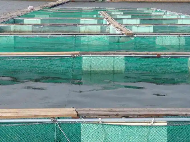 冷水鱼网箱养殖落户黑龙江穆棱市团结水库