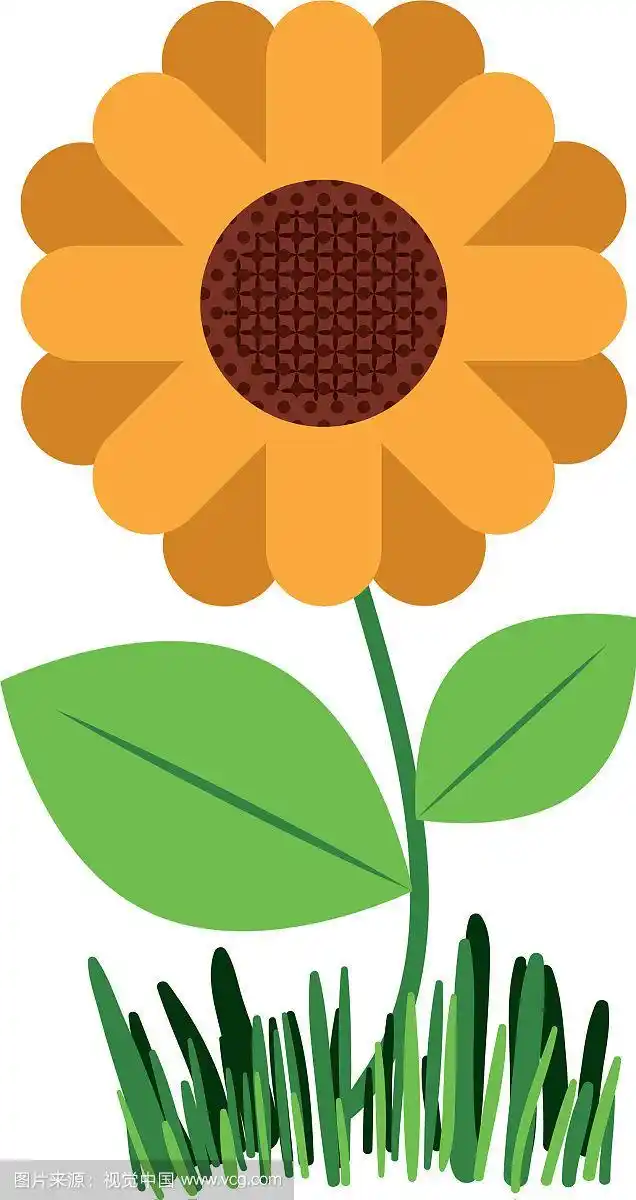 白色背景与抽象向日葵植物