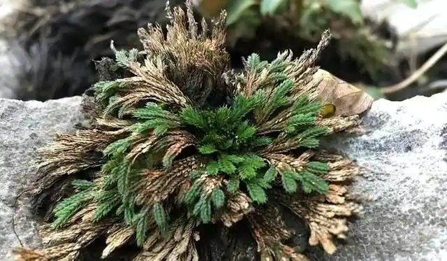 复活草是世界上最耐旱的植物之一,能引入用来治理沙漠吗?