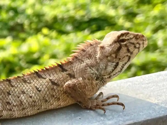 摄影日常变色蜥蜴