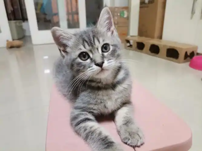 稀有色蓝虎斑小猫找铲屎官啦