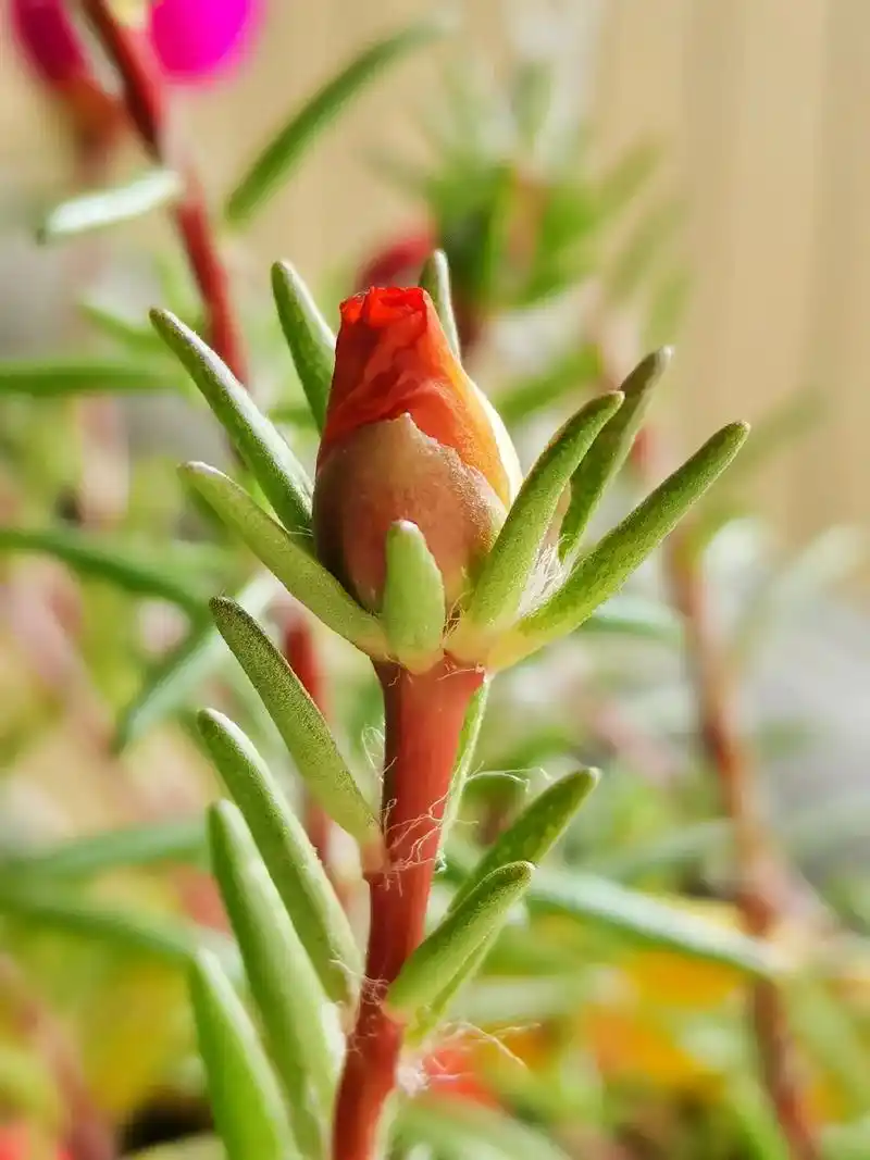 春天的花苞.我真是个奇怪的人,不喜欢名牌包包,只喜欢这些无人 - 抖音