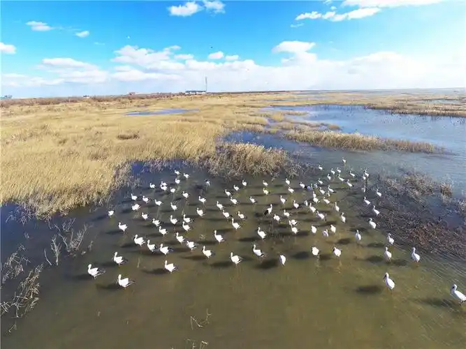 《黄河口湿地--东方白鹳的乐园》2020年12月13日拍摄于东营市黄河三角