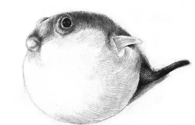 素描河豚的画法