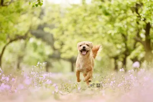有主人疼爱的狗狗都很自信他们自由奔跑开心笑的样子最好看