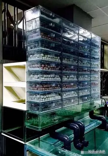 滴流是鱼缸中最好的过滤形式吗