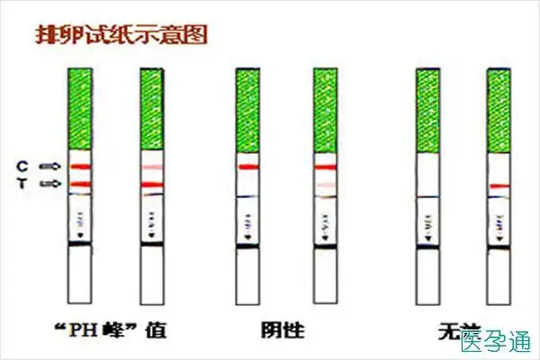 排卵试纸怎么看是排卵的方法和原理已公布备孕排卵期女性可自行对照