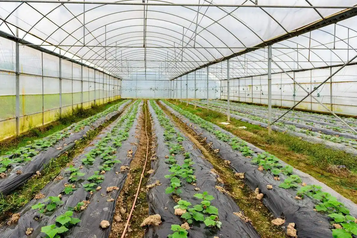 秋季大棚种植,什么蔬菜产量高 - 2020年最新商品信息聚合专区 - 百度