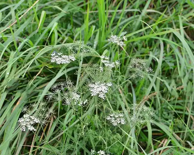 carum buriaticum turcz.