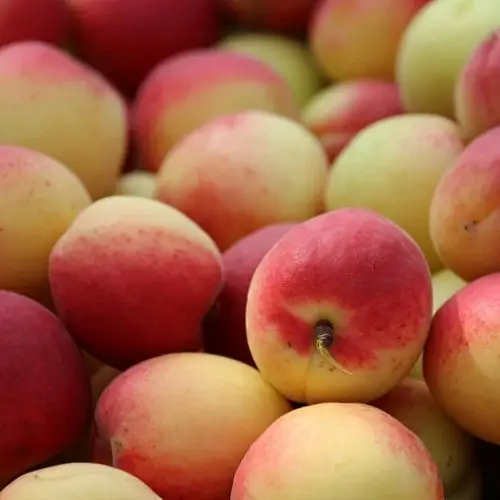 【杏好有你 万荣胭脂杏】胭脂杏5斤装 甜杏 白里透红 美艳诱人鲜杏子