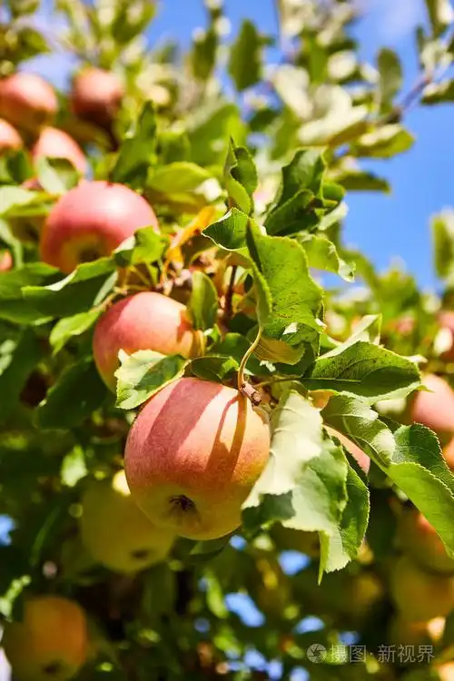 新鲜的红苹果,一棵树上