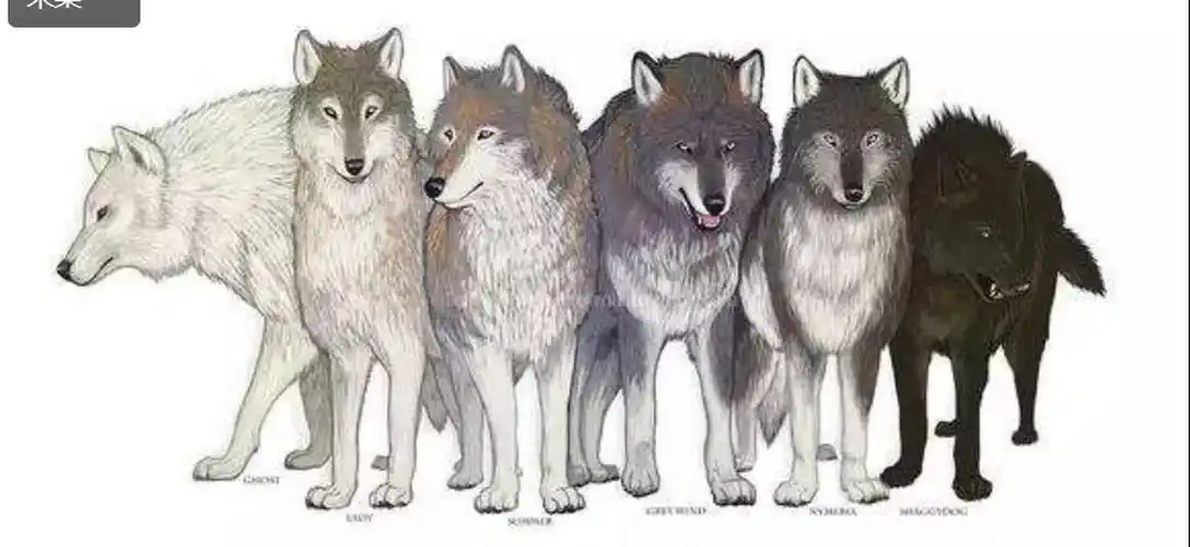 为什么狼性文化的公司狼越来越少狗却越来越多