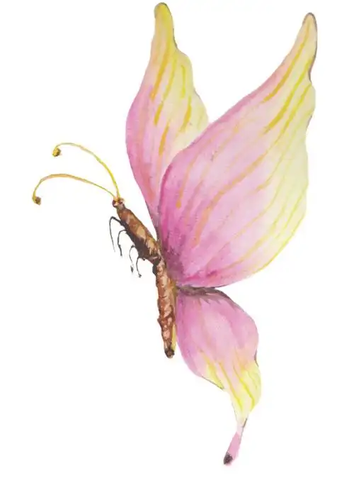 粉色蝴蝶素材图片