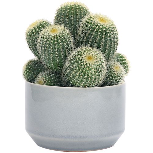 群生多头仙人盆栽室内防辐射多肉植物大颗桌面多肉植物