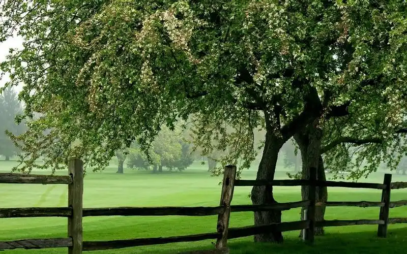夏天,公园,树,草,绿色,围栏 壁纸