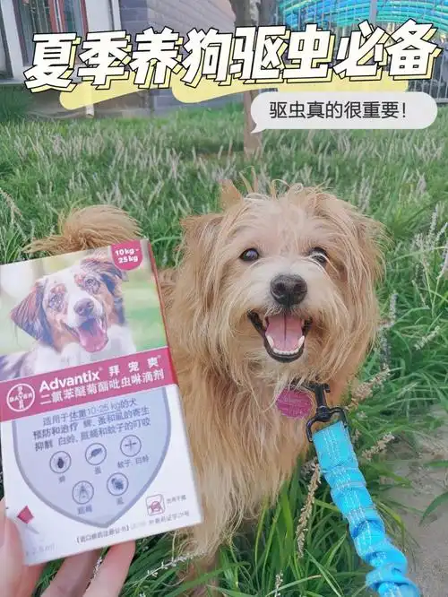 毛孩子的健康,一定要定期做好广谱驱虫嗷,不然严重的话还会引起皮肤病