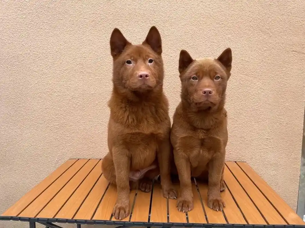 五红犬 一公一母,四月龄,都是金钱尾,骨架粗壮,毛色97红,胆大机警