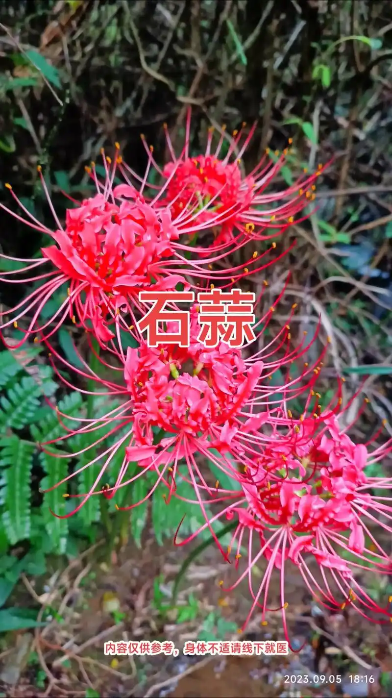 石蒜别名红花石,乌蒜,山蒜,九层蒜,朋红.#图文种草机 石蒜 - 抖音