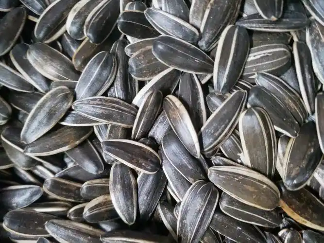 原味炒葵花籽