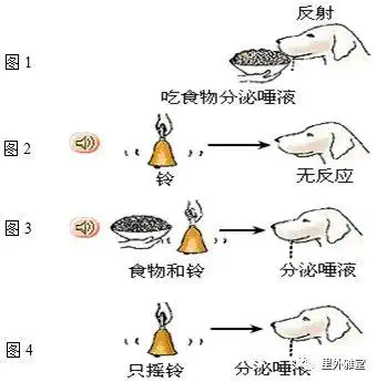 的好奇,他为此专门设计了一个实验,这就是后来著名的经典条件反射实验