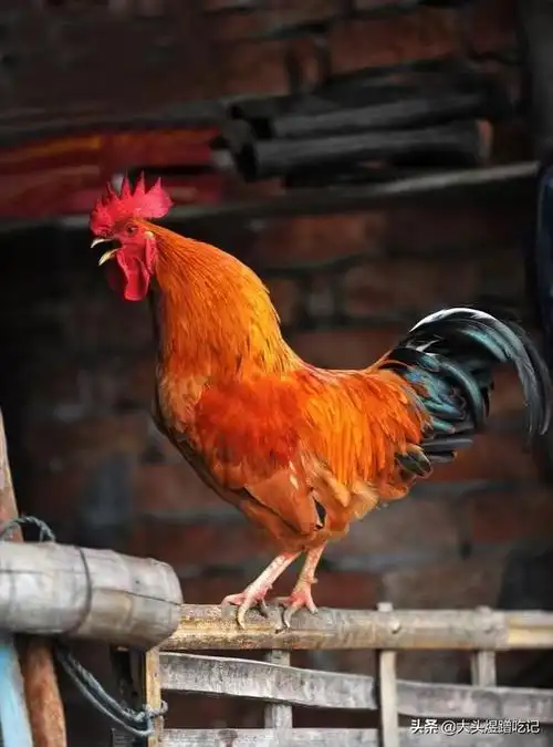 公鸡为什么清早打鸣? - 石塘网