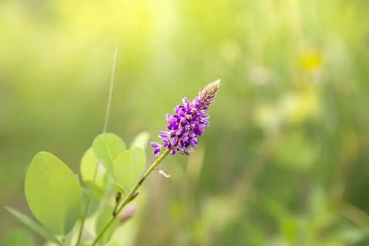 晨曦中的地豆花