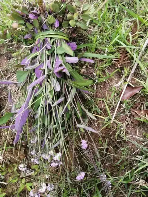 今天拔的红背草,小号一点红.可做食材,炖汤.想吃.