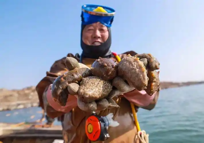 春参开捕季,荣成演绎"参"情一片_海参_养殖_捕捞