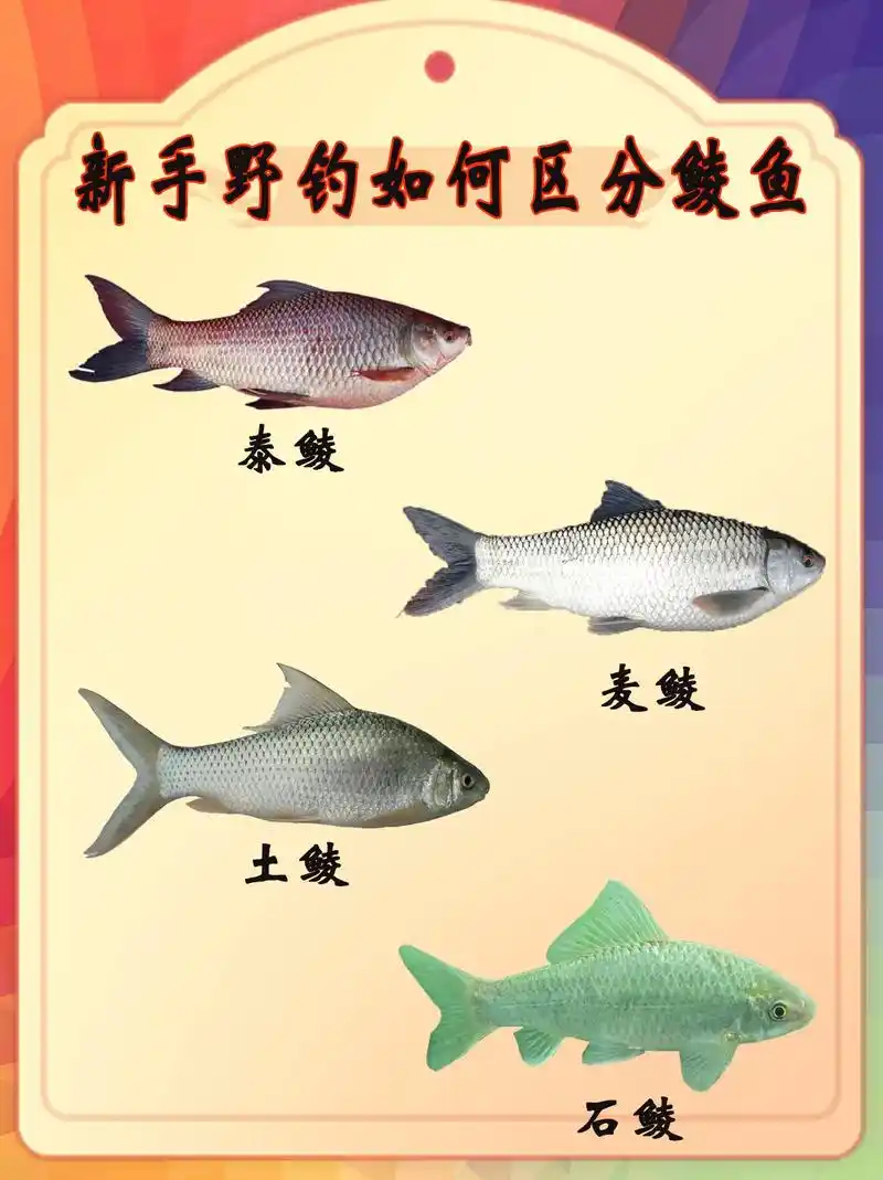 新手野钓如何区分鲮鱼,鲮鱼品种有哪些.#新手钓鱼知识 - 抖音