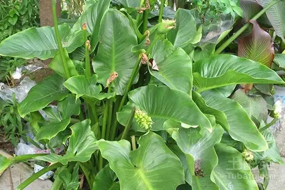 天南星科植物图片及最有代表的五大种类