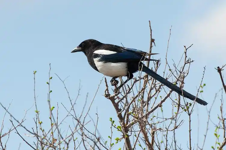 喜鹊- 作品交流 - 佳友在线摄影网