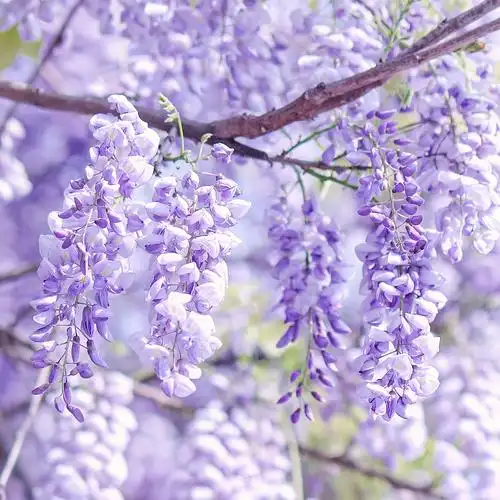 紫藤花