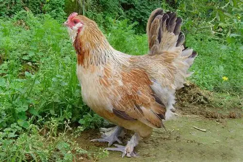 凤鸡(母)-广西南宁大官人凤鸡苗|狮头鹅苗|纯种土鸡苗|七彩山鸡苗