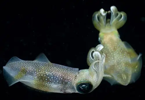 章鱼软体动物高清图片