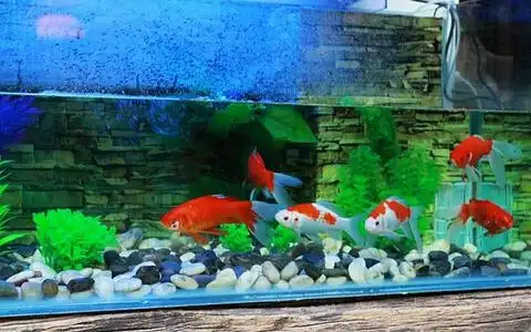 催财的功效,然而在办公桌摆放风水中关于在办公桌上养鱼的问题存在