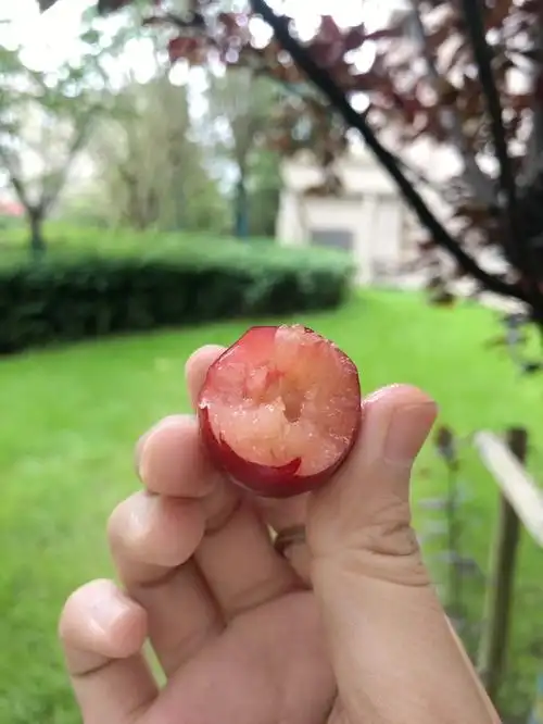 后续小区里李子熟了真的很甜