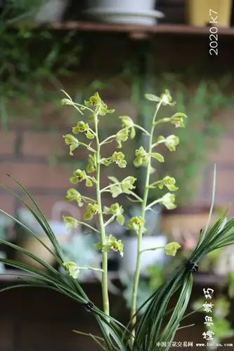 海归蜂巧2杆花165朵花