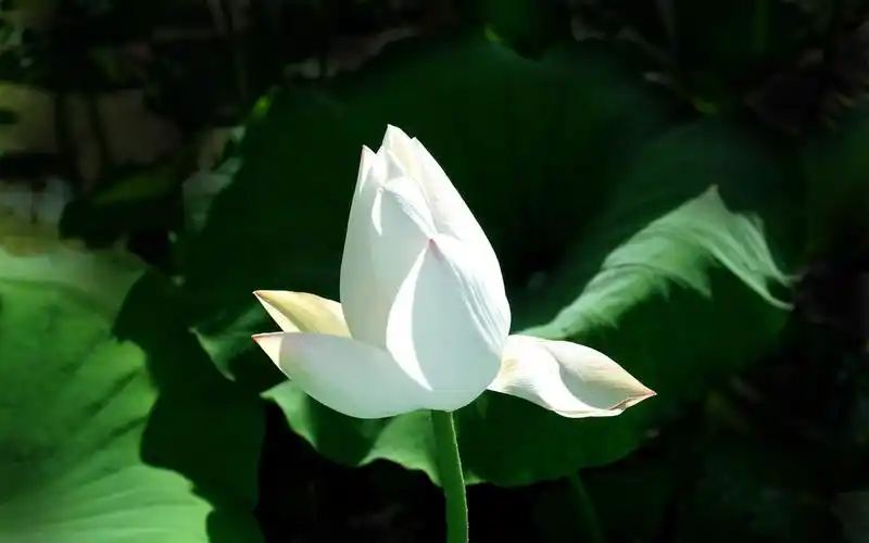 描述: 白色荷花-摄影高清壁纸 当前壁纸尺寸: 1440 x 900