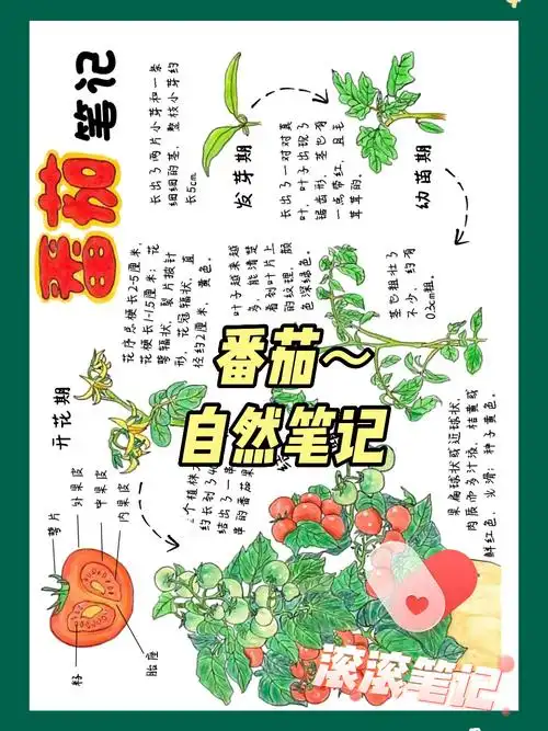 自然笔记番茄