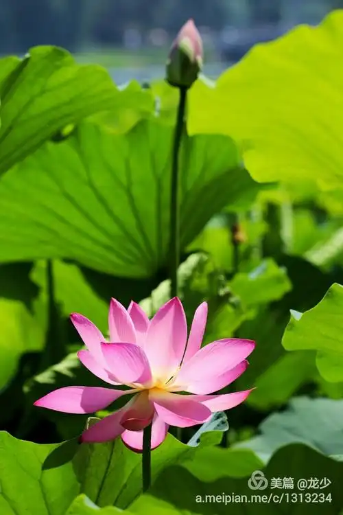 夏荷婉约映日荷花别样红