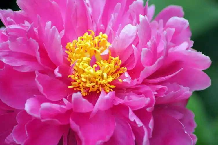 粉色牡丹花图片第9张