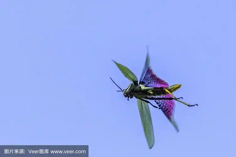 飞行中的非洲丛林蚱蜢